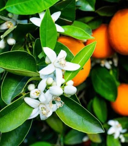 Nest New York Orange Blossom Liquid Soap